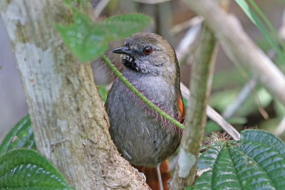 Gray-capped Spinetail