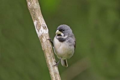 Double-collared Seedeater