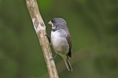 Double-collared Seedeater