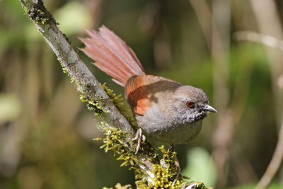 Gray-capped Spinetail