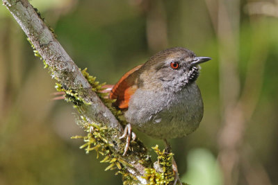 Gray-capped Spinetail