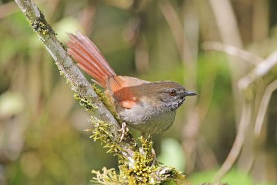Gray-capped Spinetail