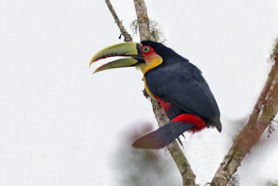 Red-breasted Toucan
