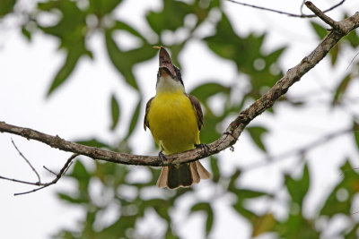 Boat-billied Flycatcher