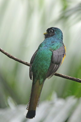 Black-throated Trogon