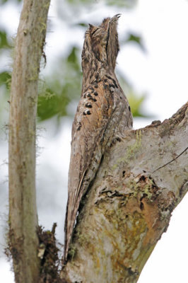 Common Potoo/Gray Potoo