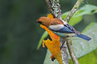 Chestnut-backed Antbird 