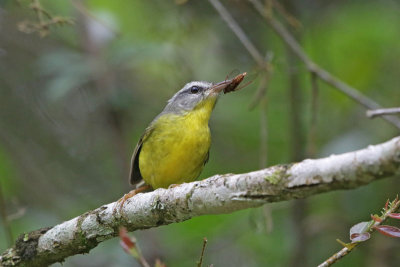 Golden-crowned Warbler