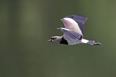 Southern Lapwing