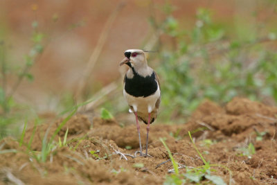 Southern Lapwing