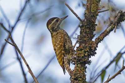 White-spotted Woodpecker