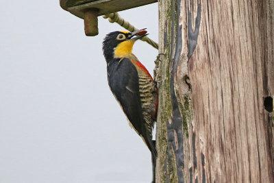 Yellow-fronted Woodpecker