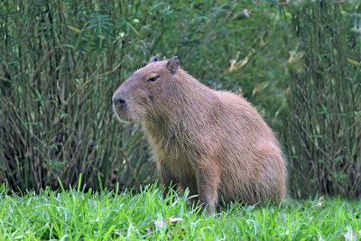 Capybara