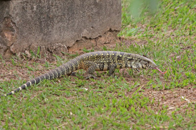 Teiu Lizard