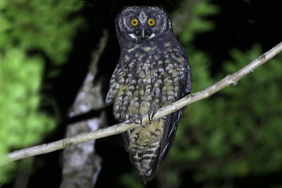 Stygian Owl