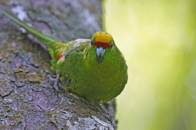 Yellow-crowned Parakeet