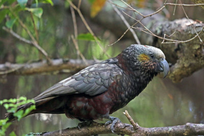 New Zealand Kaka