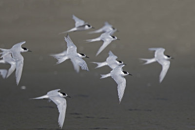 White-fronted Tern