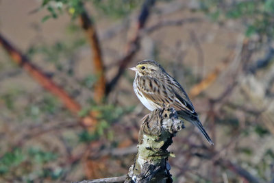 Savannah Sparrow