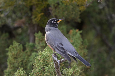 American Robin