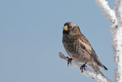 Black Rosy-Finch