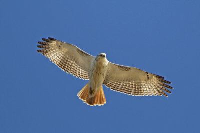 Red-tailed Hawk (Krider's)