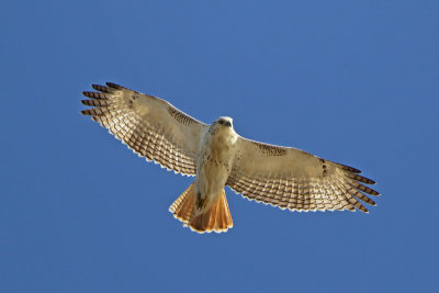 Red-tailed Hawk (Kriders)