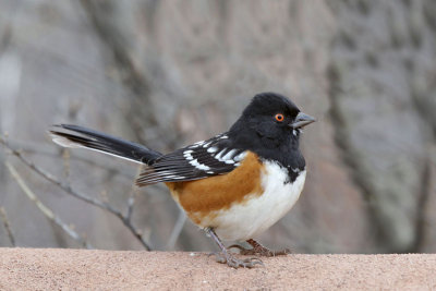 Spotted Towhee