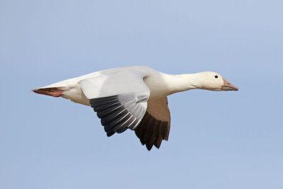 Snow Goose