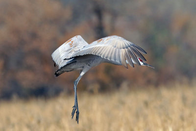 Sandhill Crane