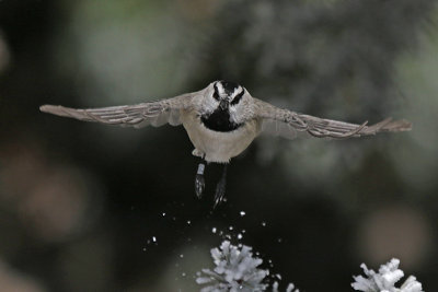 Mountain Chickadee