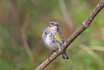 Yellow-rumped Warbler