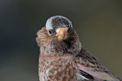 Gray-crowned Rosy-Finch