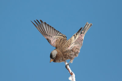 Gray-crowned Rosy-Finch