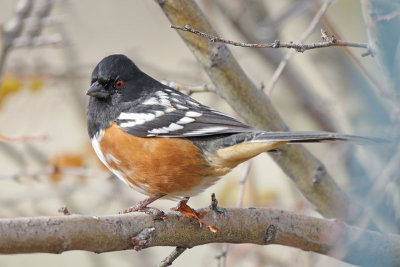 Spotted Towhee
