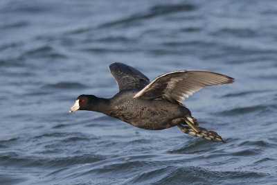 American Coot