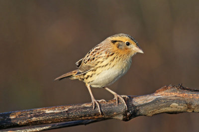 Le Conte's Sparrow