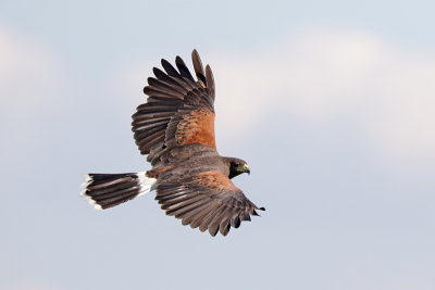 Harris's Hawk