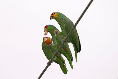 Red-Lored Parrot