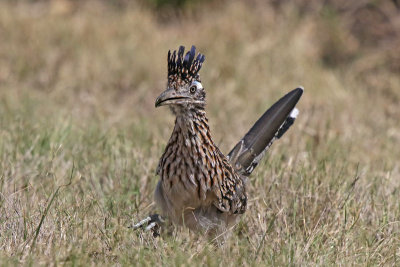 Greater Roadrunner