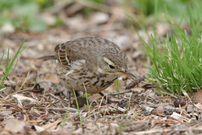 American Pipit