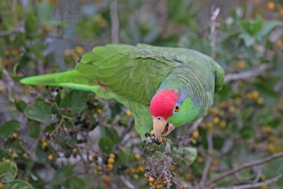 Red-crowned Parrot