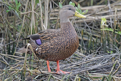 Mottled Duck