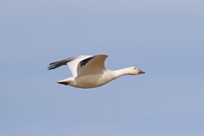 Snow Goose