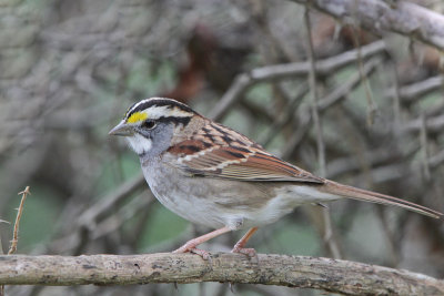 White-throated Sparrow