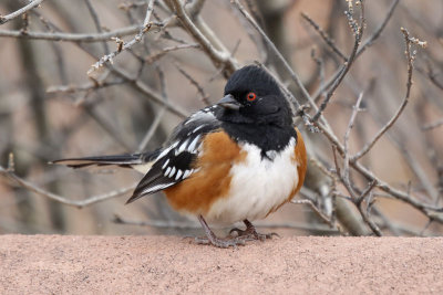 Spotted Towhee