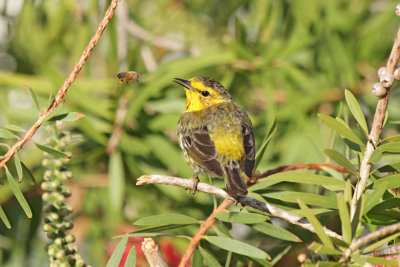 Cape May Warbler