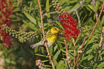 Cape May Warbler