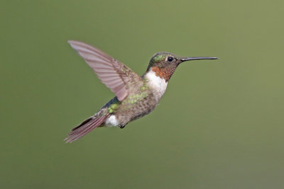 Ruby-throated Hummingbird 