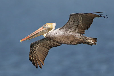 Brown Pelican